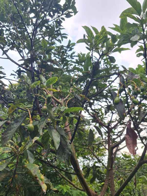 jual kebun alpukat bandung mulai berbuah