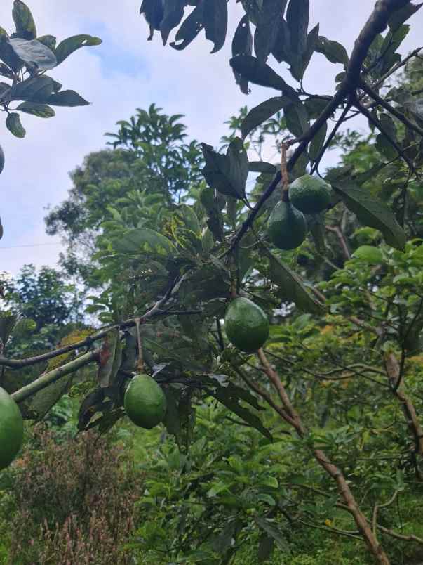 jual kebun alpukat bandung mulai berbuah