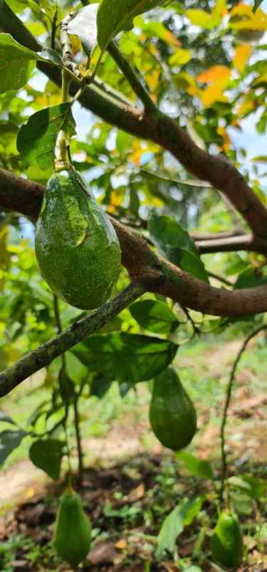 jual kebun alpukat bandung mulai berbuah