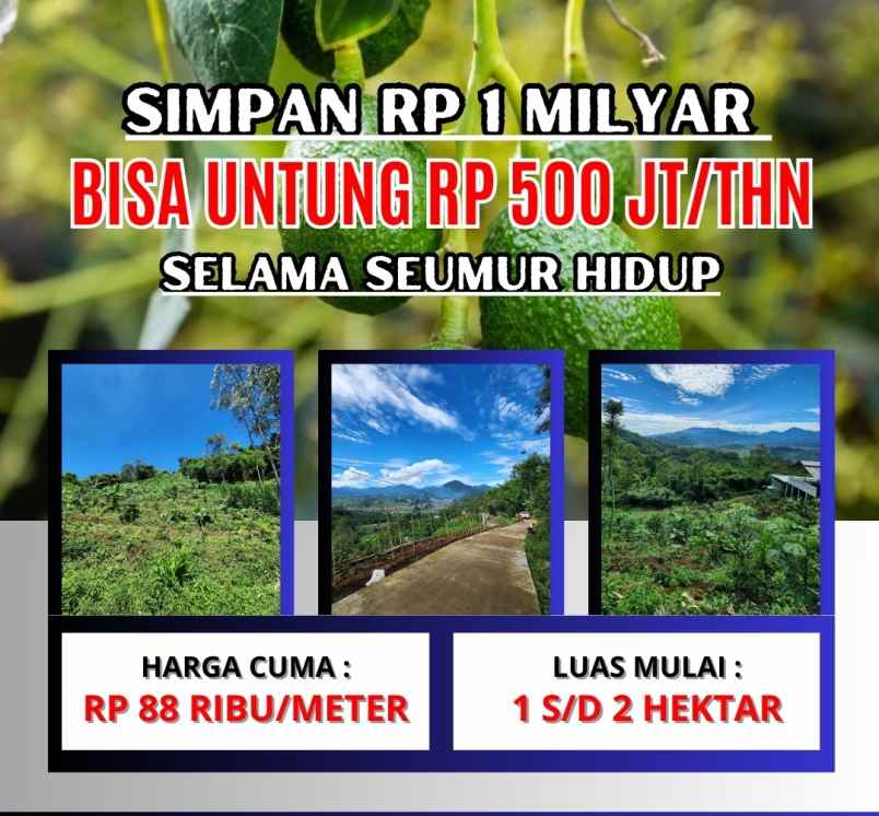 jual kebun alpukat bandung mulai berbuah