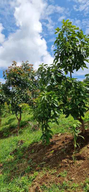 jual kebun alpukat bandung mulai berbuah