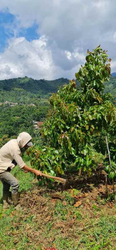 jual kebun alpukat bandung mulai berbuah