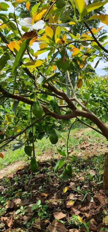 jual kebun alpukat bandung mulai berbuah