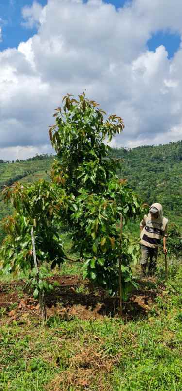 jual kebun alpukat bandung mulai berbuah