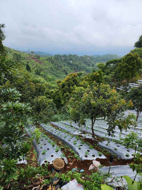 jual kebun alpukat bandung mulai berbuah