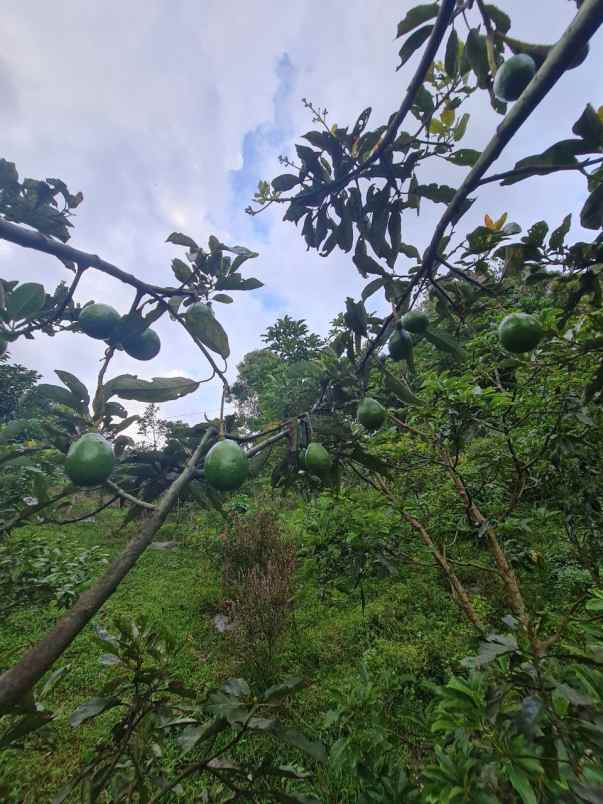 jual kebun alpukat bandung mulai berbuah