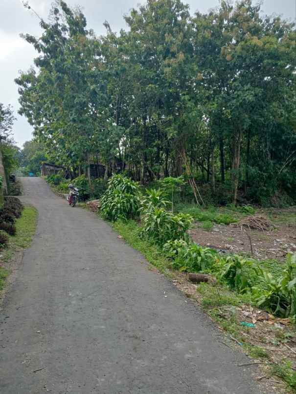 kavling hanya 35 juta di kaliwedi gondang sragen