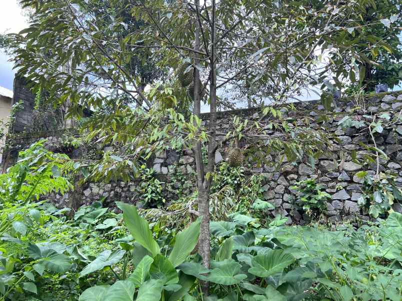 rumah siap huni bonus kebun durian karanganyar