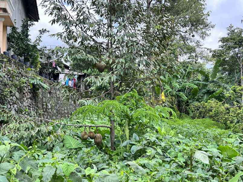 rumah siap huni bonus kebun durian karanganyar
