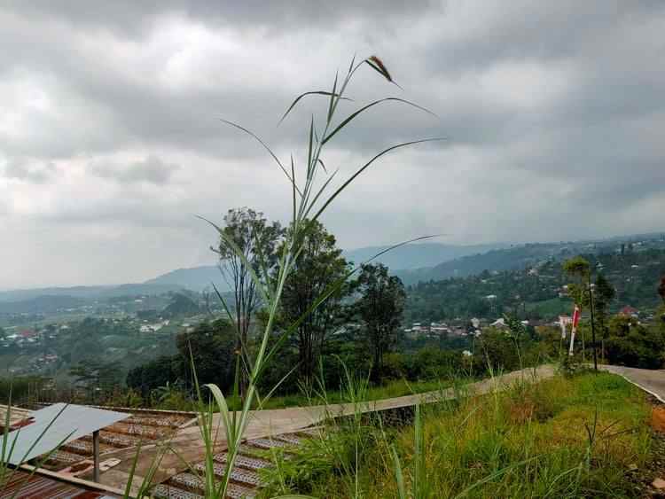 tanah kemuning ngargoyoso