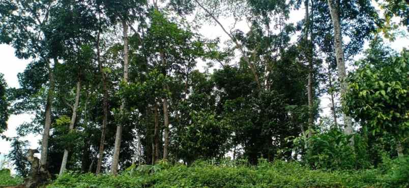 tanah mojogedang karanganyar