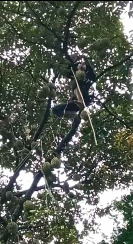 tanah murah kebun durian buah cigudeg bogor