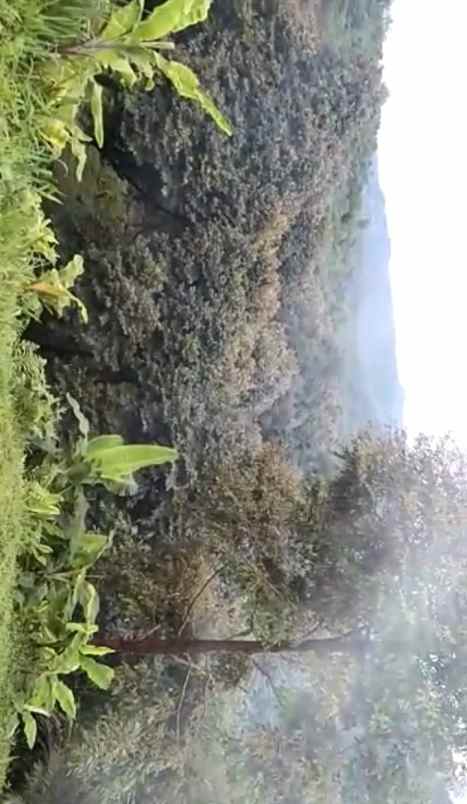 tanah murah kebun durian buah cigudeg bogor