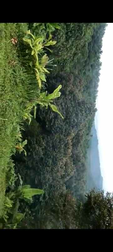 tanah murah kebun durian buah cigudeg bogor