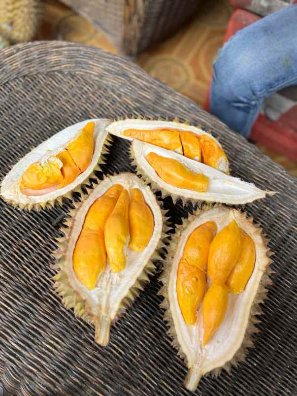 tanah murah kebun durian buah cigudeg bogor