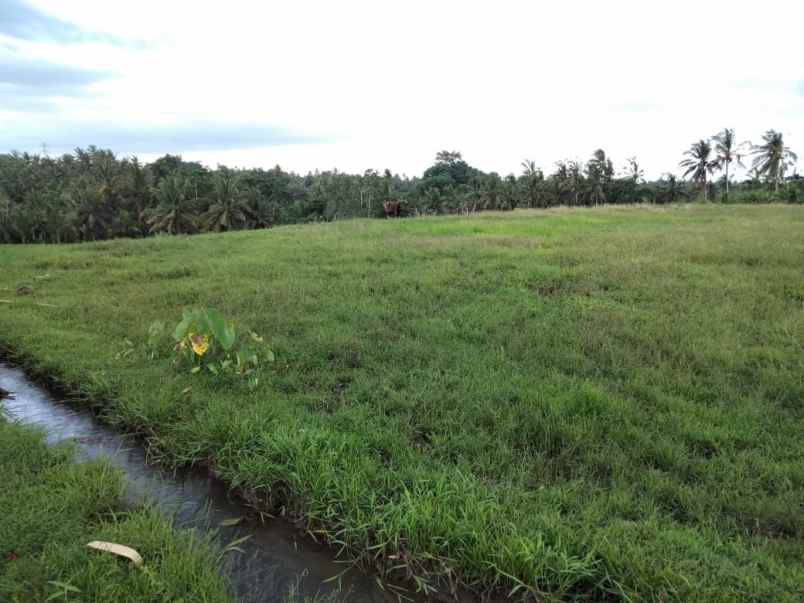 tanah selemadeg tabanan bali
