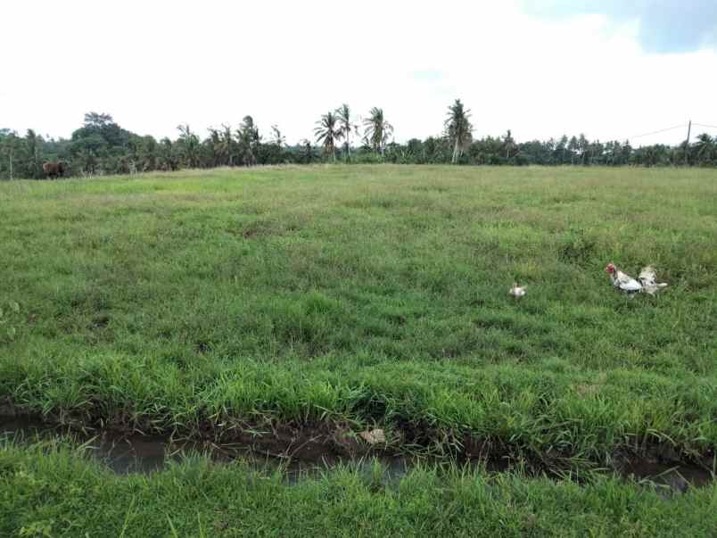 tanah selemadeg tabanan bali