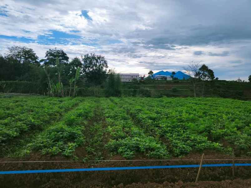 tanah sukamanah megamendung
