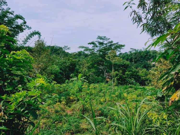 tanah tepi jl raya mojogedang