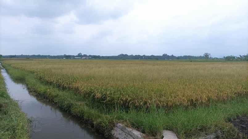 bwi a 436 dijual tanah di blimbingsari luas bangeeet