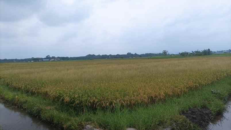 bwi a 436 dijual tanah di blimbingsari luas bangeeet