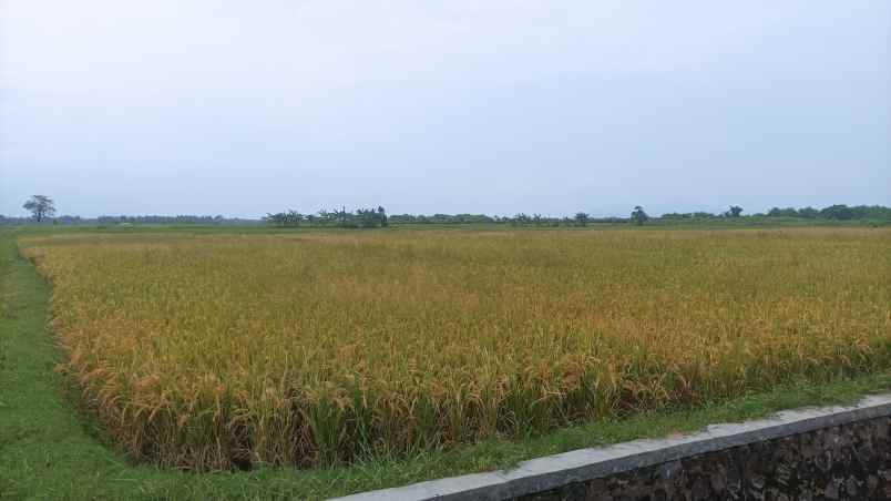 bwi a 436 dijual tanah di blimbingsari luas bangeeet