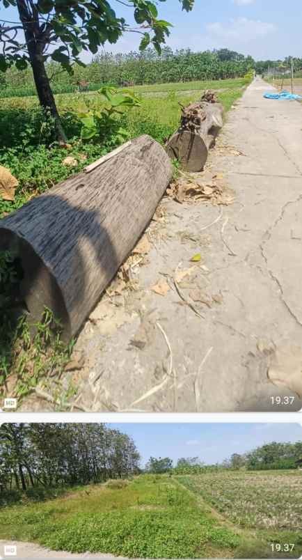 dijual tanah beringin