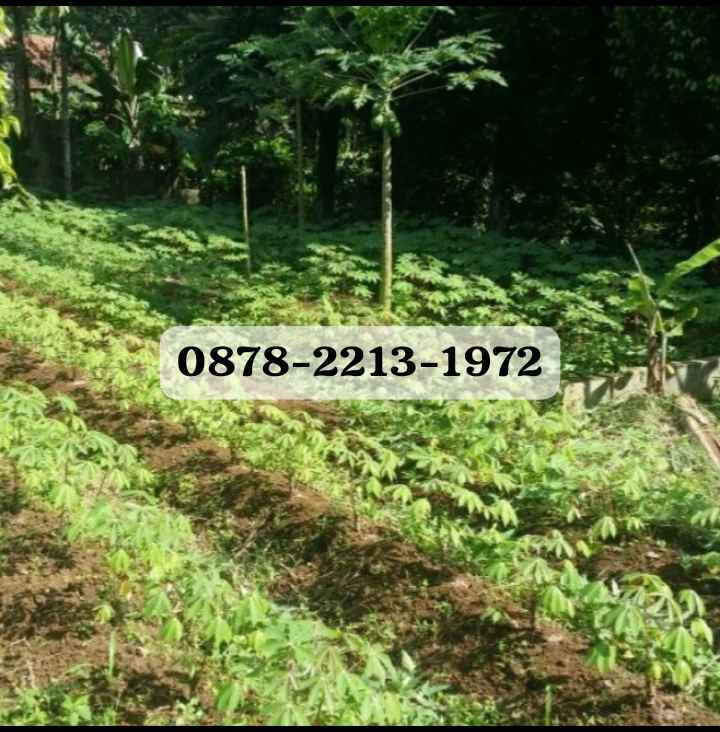 dijual tanah ciampea dramaga bogor