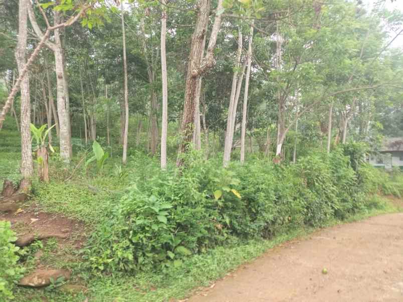 dijual tanah dijual tanah di kebun