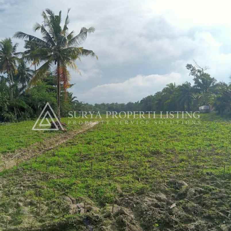 dijual tanah jalan makmur dsn 5 desa