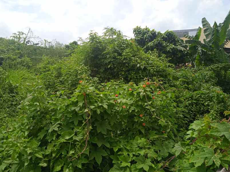 dijual tanah jalan za pagaralam