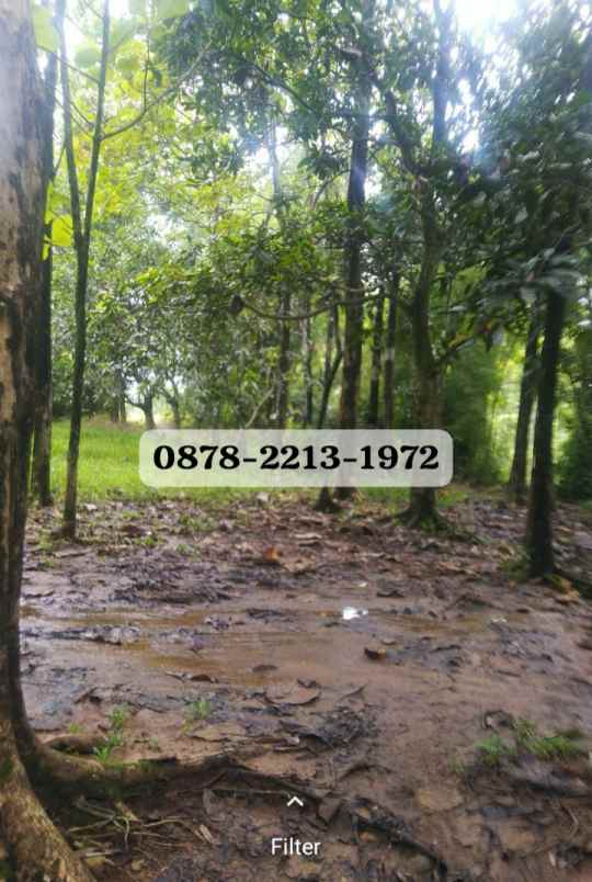 dijual tanah jl trans cileungsi jonggol