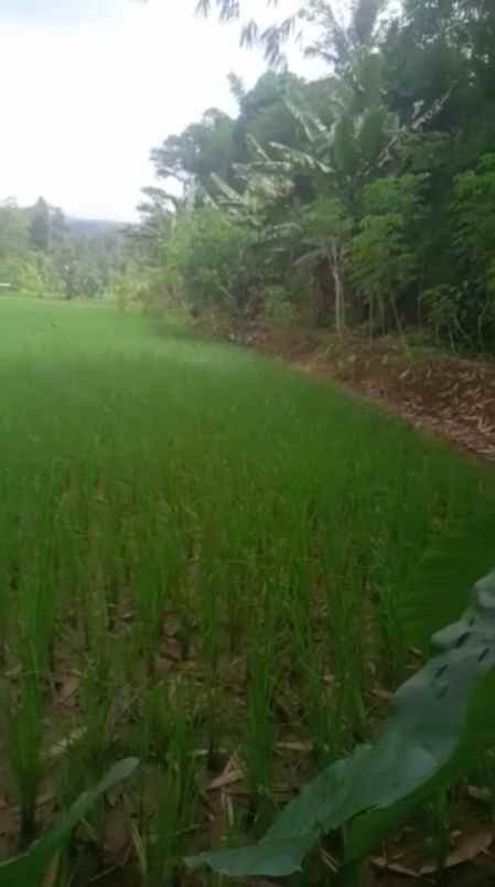 dijual tanah kampung pasir tengah desa