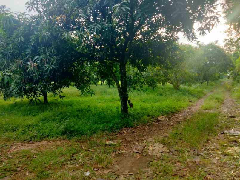 dijual tanah kebun mangga masih produktif
