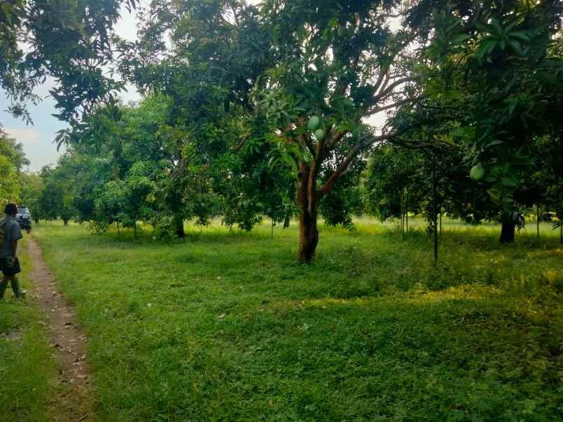 dijual tanah kebun mangga masih produktif