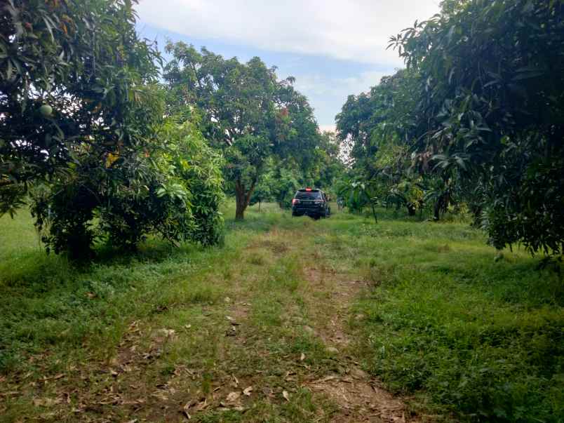 dijual tanah kebun mangga masih produktif