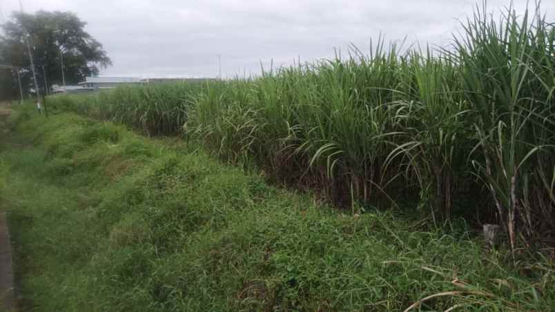 dijual tanah kedung sari kemlagi mojokerto