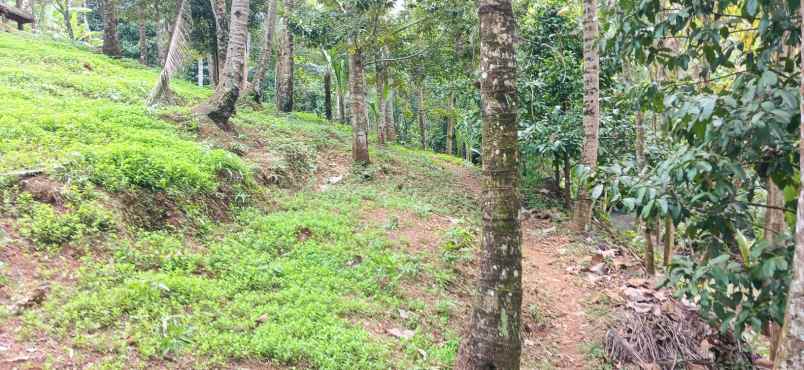 dijual tanah manikyang tabanan bali