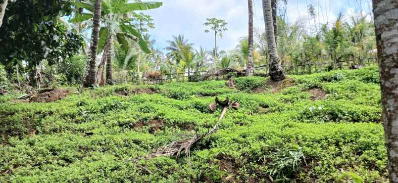 dijual tanah manikyang tabanan bali
