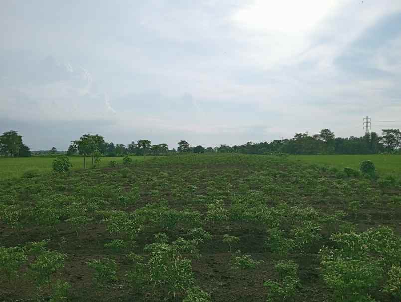dijual tanah samping jalan raya jatibarang kadipaten