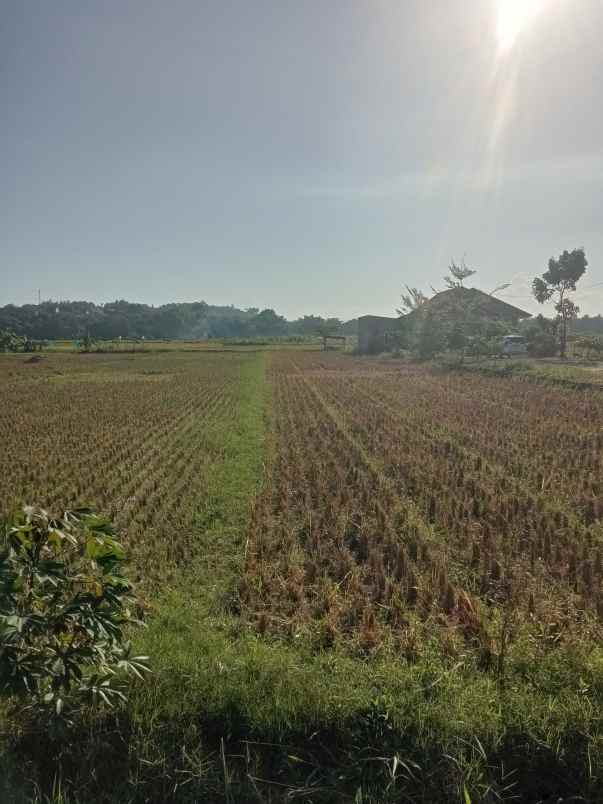 dijual tanah sawah shm di ambarketawang gamping sleman