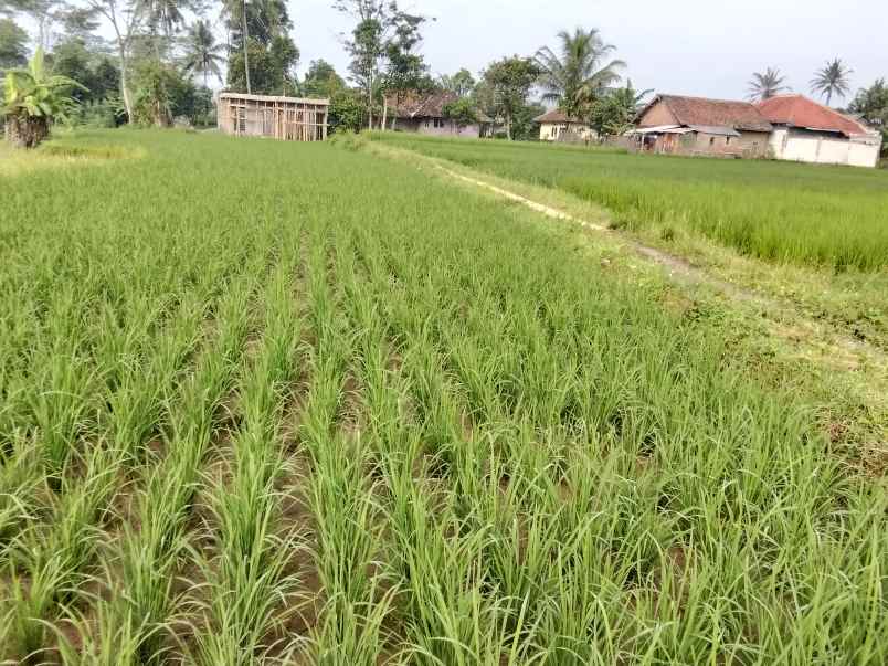jual sawah buat impes beras