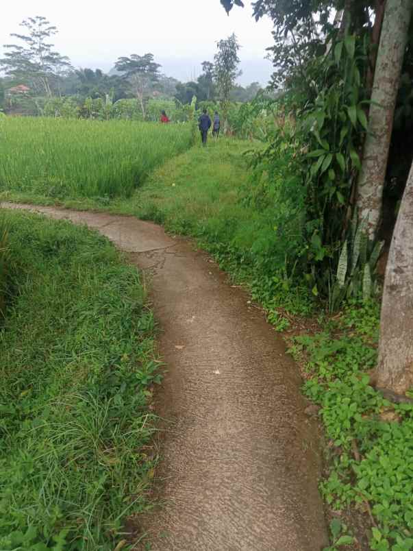 jual sawah buat impes beras