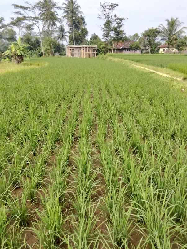 jual sawah buat impes beras