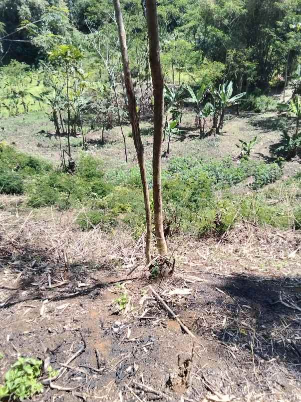 jual sawah dan kebun