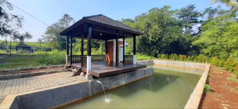 kavling villa bonus kolam ikan bibit ikan lele