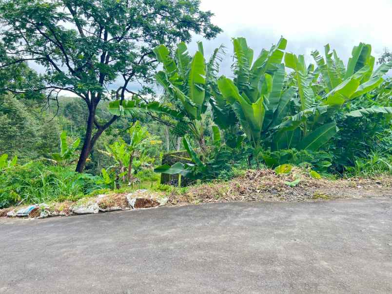 tanah 2000m cocok untuk kebun buah ngargoyoso