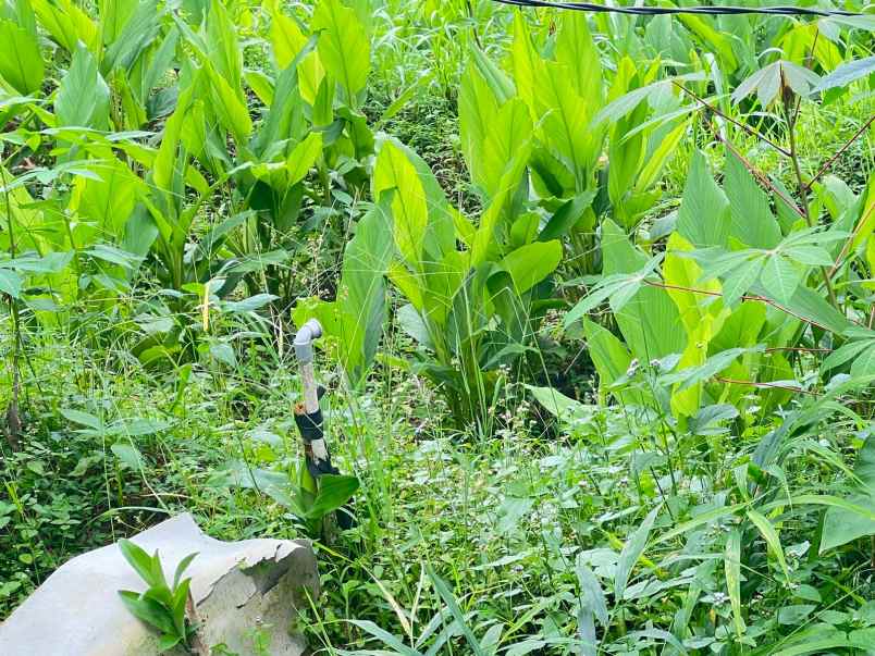 tanah 2000m udara dingin ngargoyoso karanganyar