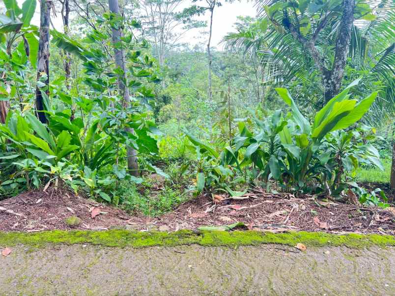 tanah 2000m udara dingin ngargoyoso karanganyar