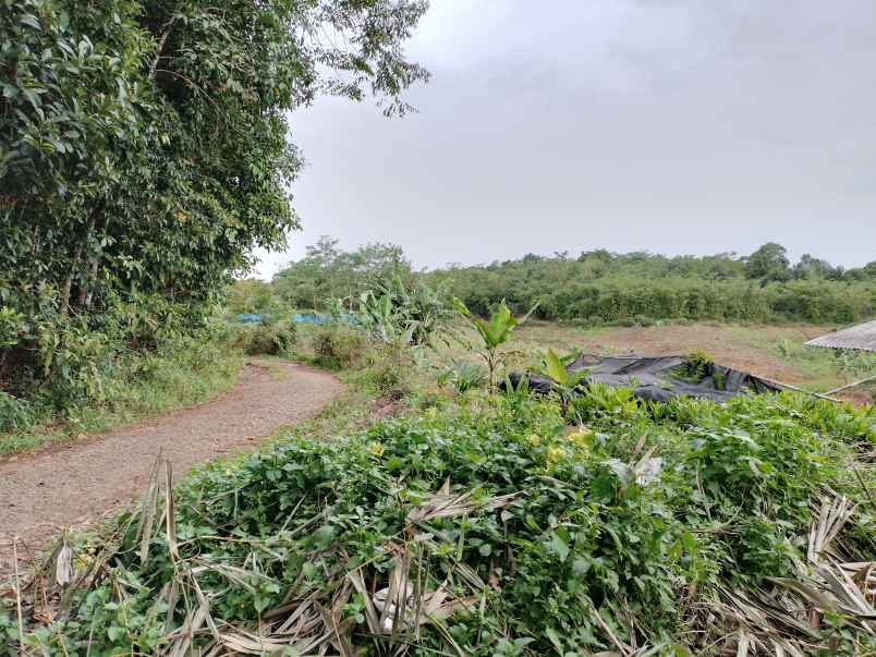 tanah desa tegalwangi kec jasinga